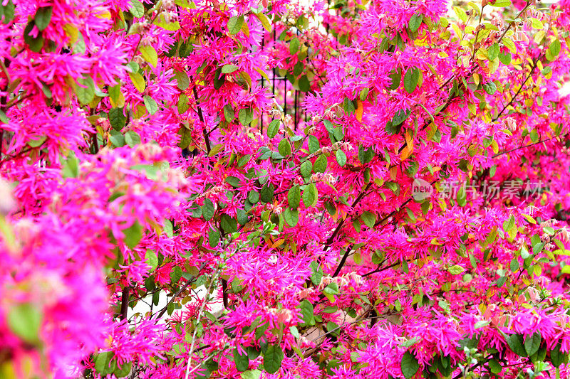 中国流苏花/檵木